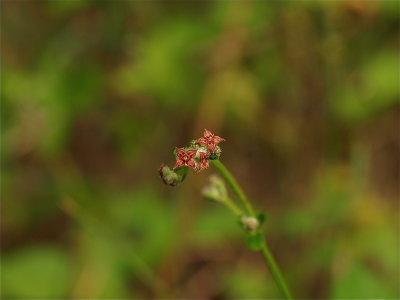 Galium pilosum (Hairy Bedstraw)