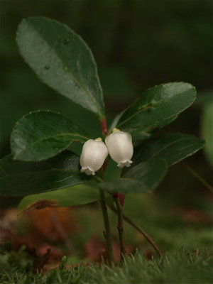 Gaultheria procumbens (Eastern Teaberry)