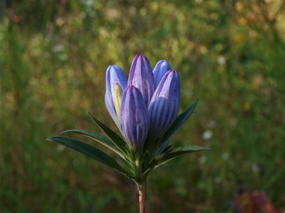 Gentiana saponaria (Soapwort Gentian)