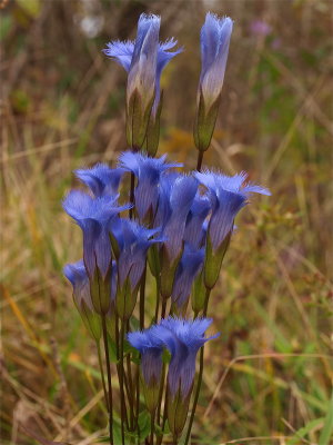 Gentianopsis crinita (Fringed Gentian)