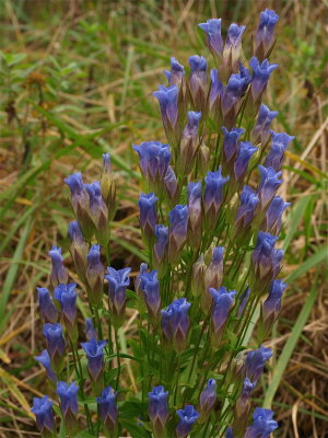 Gentianopsis crinita (Fringed Gentian) - Large Cluster