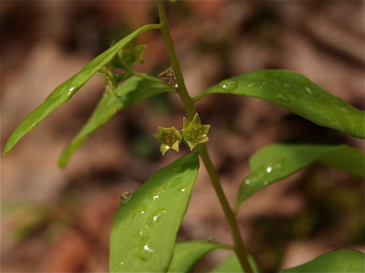 Geocaulon lividum (Northern Comandra)