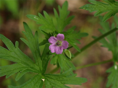 Geranium bicknellii (Bicknell's Geranium)