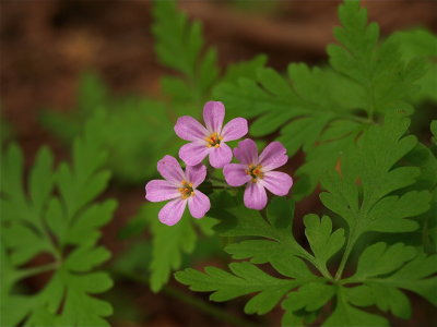 Geranium robertianum (Herb-Robert)