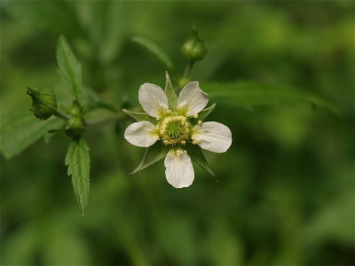 Geum canadense (White Avens)