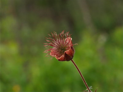 Geum rivale (Water Avens)