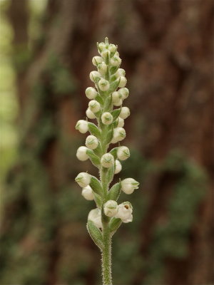 Goodyera pubescens (Downy Rattlesnake-Plantain)
