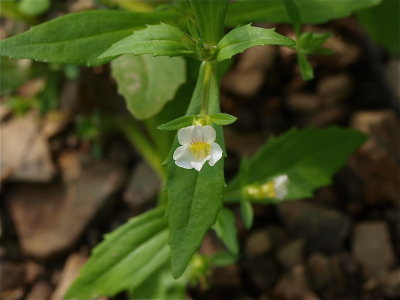 Gratiola neglecta (Clammy Hedge-Hyssop)