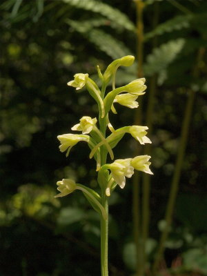 Gymnadeniopsis clavellata (Club-Spur Orchid)