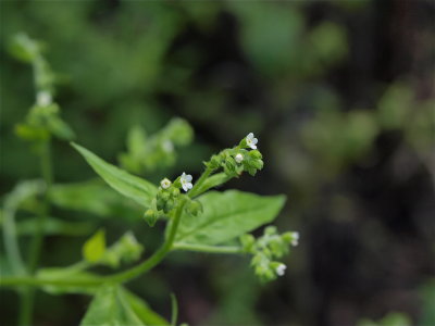 Hackelia virginiana (Virginia Stickseed)