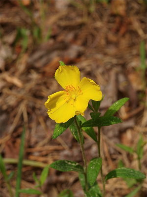 Crocanthemum canadense (Canada Rockrose)