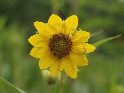 Helianthus giganteus (Tall Sunflower)