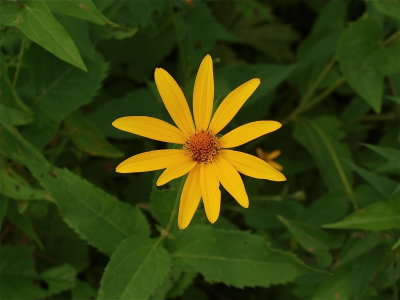 Heliopsis helianthoides (False Sunflower)