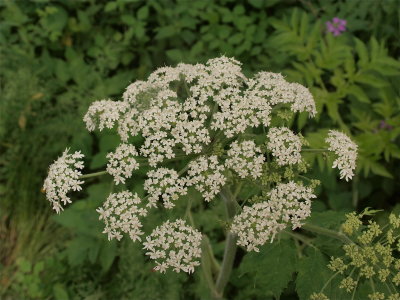 Heracleum maximum (Cow Parsnip)