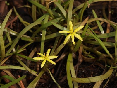 Heteranthera dubia (Water Stargrass)