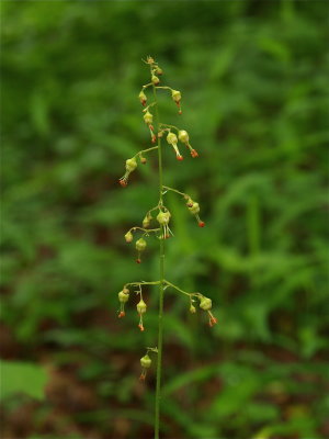 Heuchera americana (Common Alum Root)