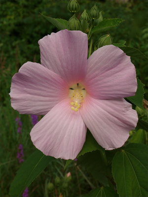Hibiscus moscheutos (Swamp Rose-Mallow)