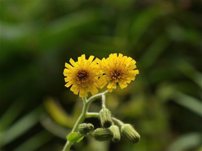 Hieracium scabrum (Rough Hawkweed)