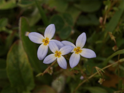 Houstonia caerulea (Common Bluets)