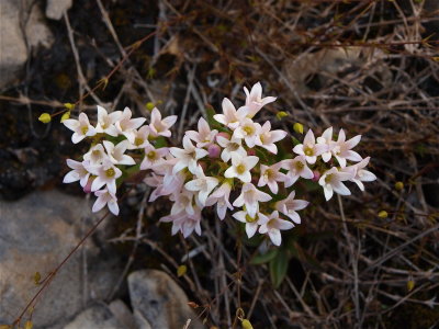 Houstonia longifolia (Long-Leaved Houstonia)