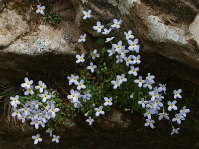 Houstonia serpyllifolia (Creeping Bluets)