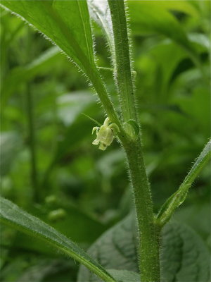 Hybanthus concolor (Green Violet)