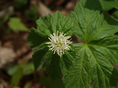 Hydrastis canadensis (Goldenseal)