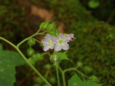 Hydrophyllum appendiculatum (Appendaged Waterleaf)