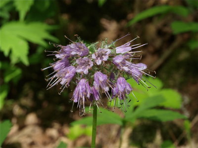 Hydrophyllum virginianum (Virginia Waterleaf) - Dark Purple Flowers