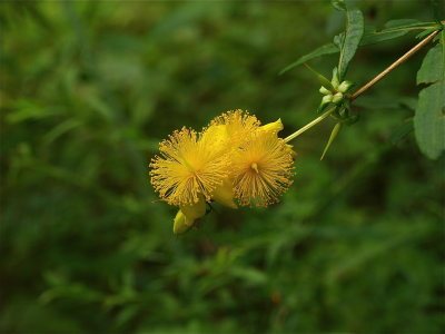 Hypericum prolificum (Shrubby St. Johnswort)