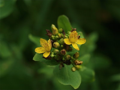 Hypericum punctatum (Spotted St. Johnswort)