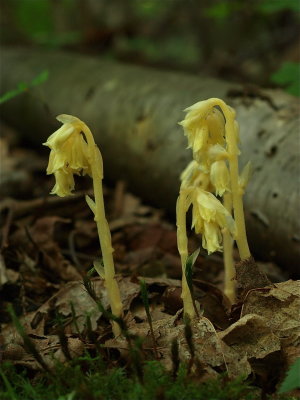 Hypopitys monotropa (Pinesap)