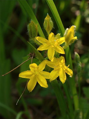 Hypoxis hirsuta (Yellow Stargrass)