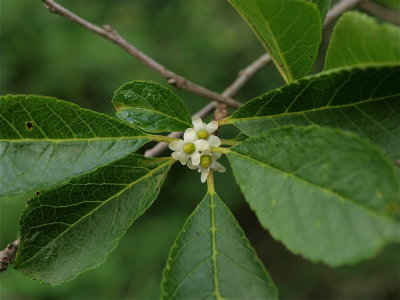 Ilex verticillata (Common Winterberry)
