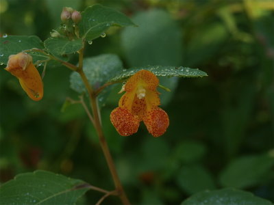 Impatiens capensis (Spotted Jewelweed)