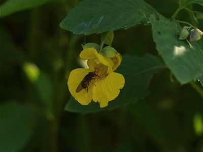 Impatiens pallida (Pale Jewelweed)
