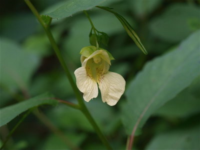 Impatiens pallida (Pale Jewelweed) - Pale Flower