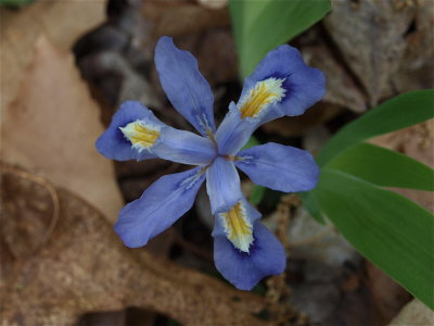 Iris cristata (Dwarf Crested Iris)