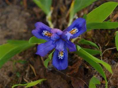 Iris lacustris (Dwarf Lake Iris)