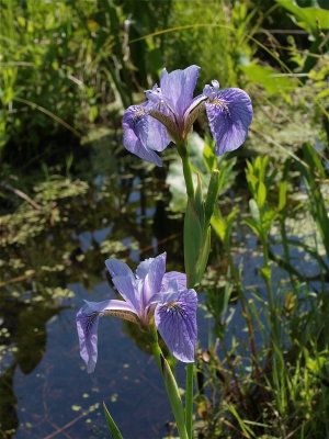 Iris versicolor (Large Blue Flag) - Side View