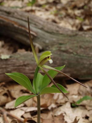 Isotria verticillata (Large Whorled Pogonia)
