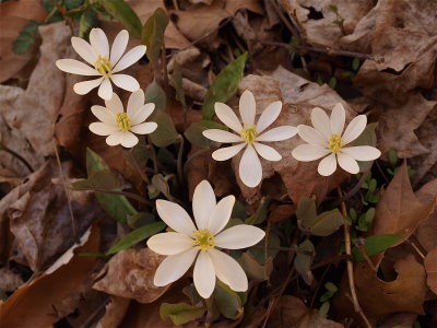 Jeffersonia diphylla (Twinleaf)