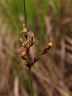 Juncus balticus (Baltic Rush)