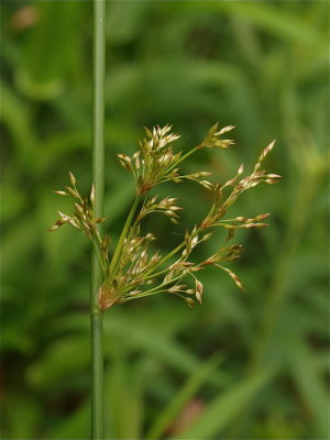 Juncus effusus (Soft Rush)
