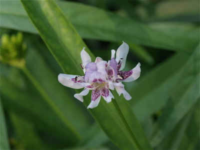 Justicia americana (American Water-Willow)