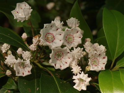 Kalmia latifolia (Mountain Laurel) - White Flowers