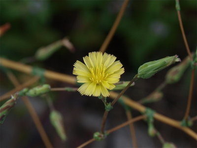 Lactuca canadense (Canada Lettuce)
