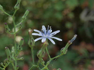 Lactuca species (Blue Lettuce)