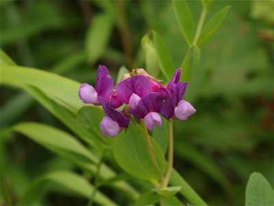 Lathyrus japonicus (Beach Pea)