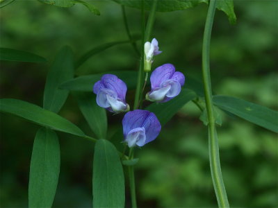 Lathyrus palustris (Marsh Pea)